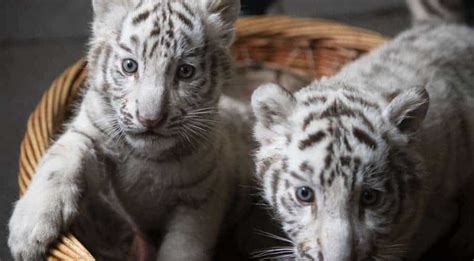 white tiger cubs  pakistan  died  covid  officials  south asia news