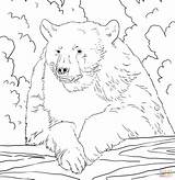 Bear Coloring Pages Bears American Portrait Drawing Printable Sheet Clipart Para Color Oso Colorear Negro Kids Nature Animals Imagenes Sheets sketch template