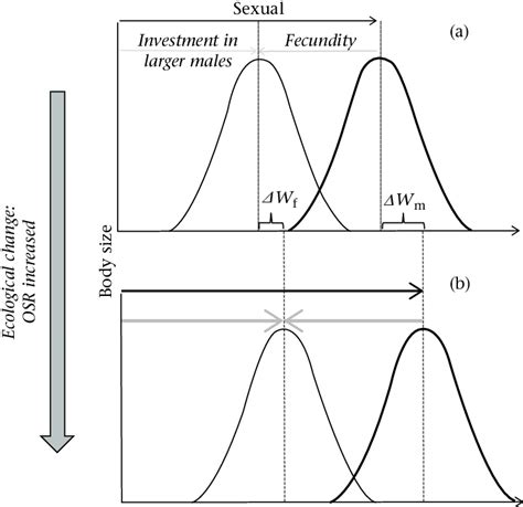 Sexual Selection Model Of Sexual Size Dimorphism Gaussian Distribution