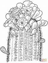 Saguaro Kaktus Blueten Supercoloring Blumen Legais Cacto Pobarvanke Coloringme Malvorlage sketch template