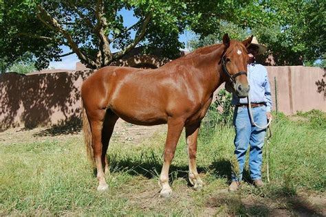 suffolk punch mare suffolk punch horses mare
