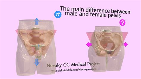 main difference between male and female pelvis buy