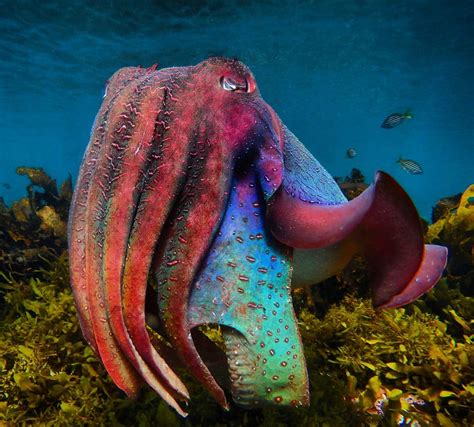 incredible underwater  showcasing  amazing sea creatures
