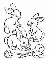 Coloring Baby Bunny Pages Popular sketch template