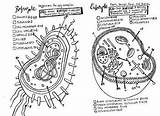 Cell Prokaryote Prokaryotes Sketchite sketch template