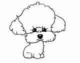 Poodle Coloring Puppy Coloringcrew Para Perros Dogs Colorear Dibujos sketch template