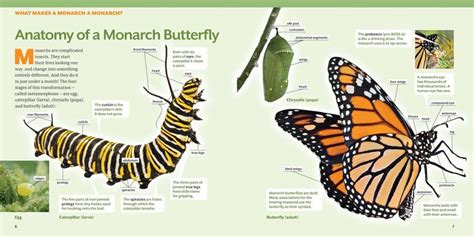 image result for monarch butterfly monarch caterpillar eggs raising