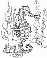 Seahorse Seahorses Topcoloringpages sketch template