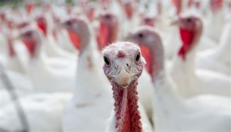 thanksgiving turkey  fr