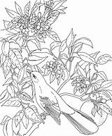 Coloring Pages Flower Adults Kids sketch template