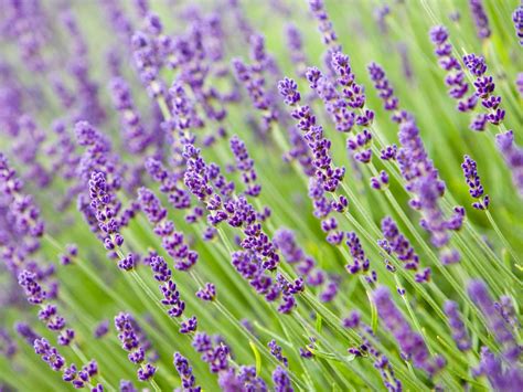 lavender plant care  growing guide