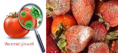 food spoilage   prevention feminine touch