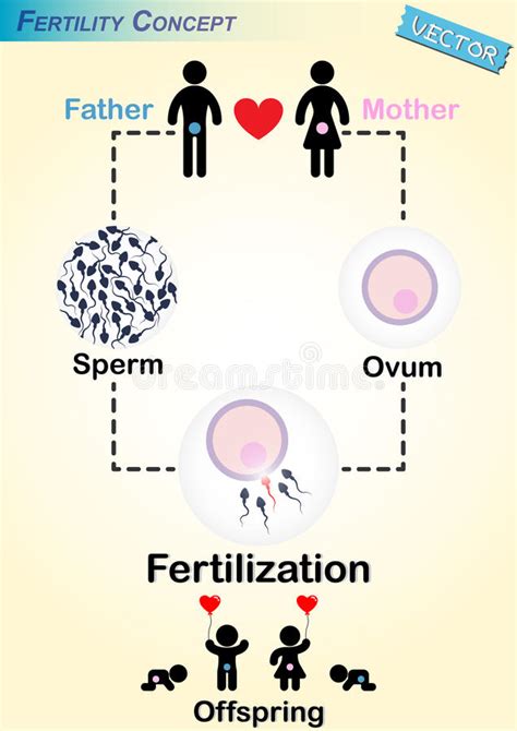 human fertilization diagram stock vector image 46398091