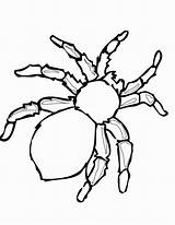 Coloring Tarantula Pages sketch template