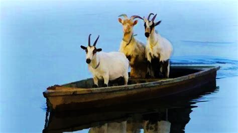 une chevre sur  bateau goat simulator fr youtube