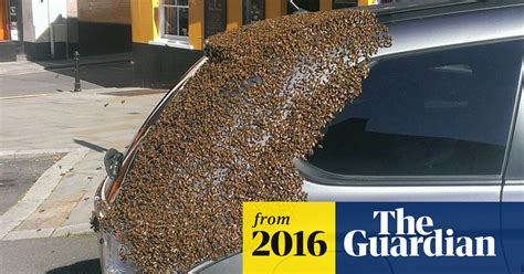 bee swarm clinging to car boot has welsh town abuzz bees the guardian