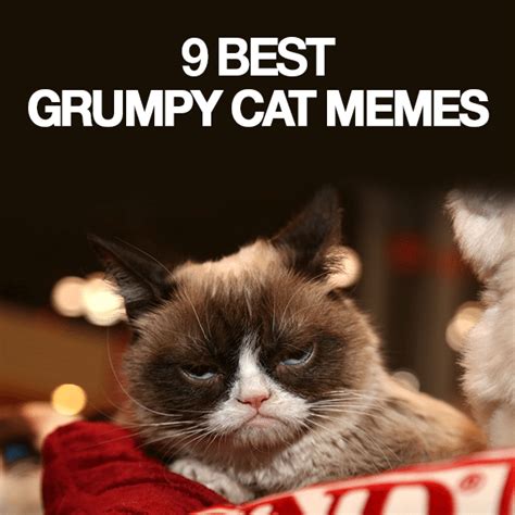 grumpy cat memes