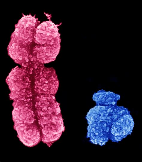 Sex Chromosome Battle Leads To More Female Mice Crick
