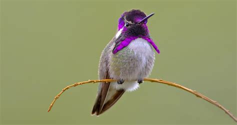 costas hummingbird life history   birds cornell lab