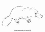 Platypus Colouring Australian Pages Animals Coloring Animal Easy Outline Colour Template Aboriginal Baby Realistic Wombat Drawings Activityvillage Cute Australia Templates sketch template