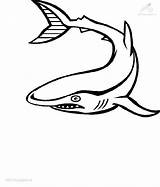 Coloring Shark Animals Color Viewed Kb Size sketch template