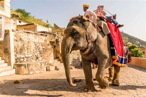 Refusing To Ride The Real Story Behind Elephant Tourism In India