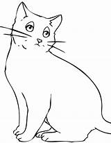 Gato Gatos Desenhos Pisicuta Infantis Bigodes Colorat Desene Coloringcity sketch template