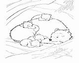 Coloring Bear Hibernating Sleeping Hibernation Pages Printable Getcolorings Bears Getdrawings Colorings sketch template