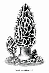Mushroom Morel Illustration Background Vector Engraving Antique Clip Draw Illustrations Hand Isolated Silhouette Stock sketch template