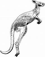 Kangaroo Coloring Kangourou Coloriages sketch template