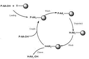 overview  solid phase peptide synthesis aapptec