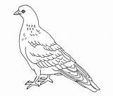 Pigeon Coloring Pages Drawing Printable Colour Kids Wallpaper Colouring Outline Book Color Bestcoloringpagesforkids Line Print Animal Books Getdrawings Bird Drawings sketch template
