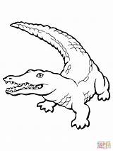 Crocodile Drawing Coloring Pages Getdrawings sketch template