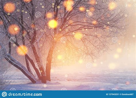 Winter Christmas Background Shining Lights In Frosty Scene Stock Image