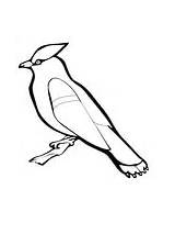 Waxwing Coloring Cedar Bird Printable Version Color Click Online sketch template