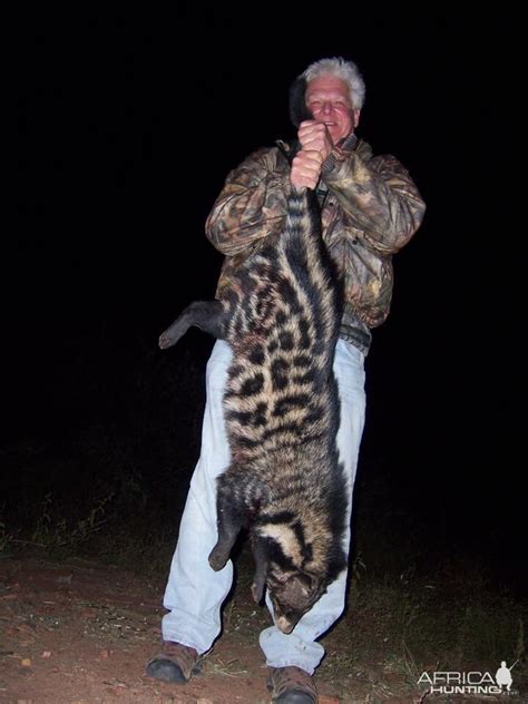 African Civet Hunt South Africa
