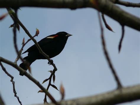 blackbird   photo  freeimages