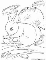 Coloring Squirrel Fall Pages Printable Flying Nut Eating Color sketch template