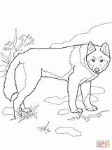 Dingo Sauvage Coloriage Salvaje Wild Mandala sketch template