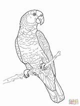 Parrot Coloring Pages Amazon Macaw Bird Drawing Scarlet Color Imperial Outline Print Printable Parrots Supercoloring Adult Para Colorear Green Colouring sketch template
