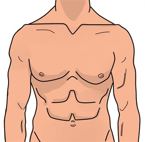 anatomymanabdomenillustrationfree pictures  image