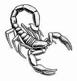 Scorpion Drawing Clipart Draw Pencil Easy Outline Tribal Sketch Realistic Scorpian Drawings Clip Animals Cliparts Scorpions Drawn Collection Getdrawings Clipartmag sketch template
