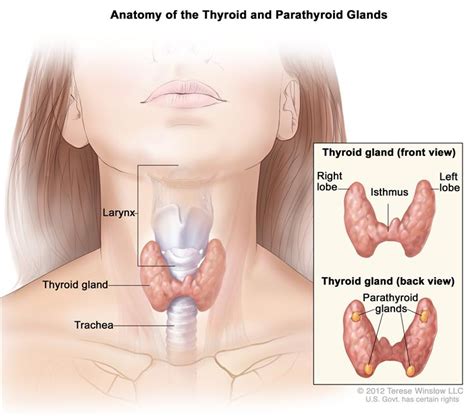 hyperparathyroidism maitland chiropractor the bolick clinic of
