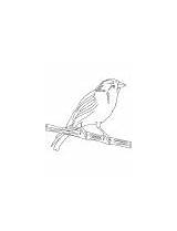 Coloring Songbird Small Canary Domestic sketch template
