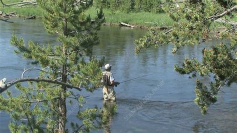 fly fisherman stock video clip  science photo library