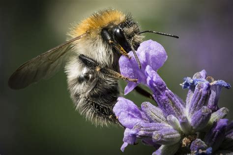 attract pollinators   garden   boss spoken garden