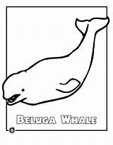 Beluga Endangered Animal Wal Malvorlagen Ausmalbild Arctic sketch template