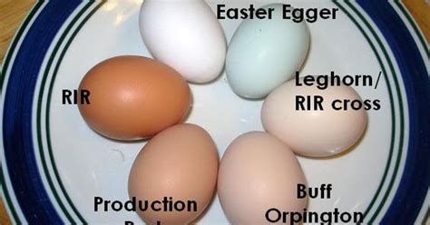 Leghorn Easter Egger Buff Orpington Production Red Rhode Island Red