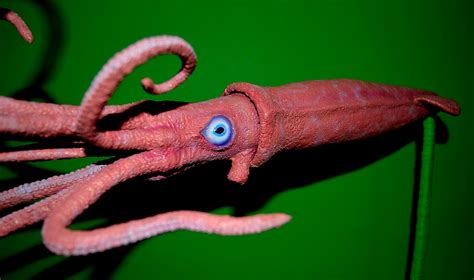 lone animator  giant squid  reluctant puppet