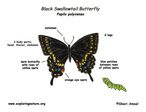 butterfly black swallowtail